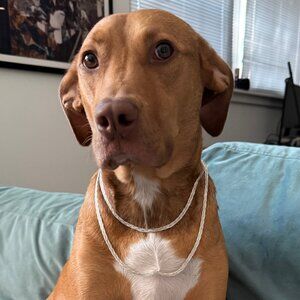 Sterling Silver Omega Chain Necklace, Two Sizes